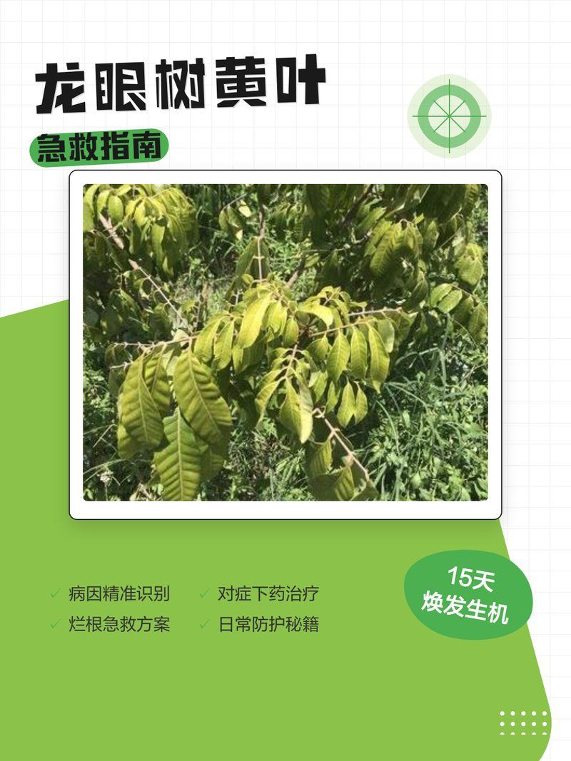 有哪些有效的龍眼爛尾病藥劑？【智標俠-羅工】