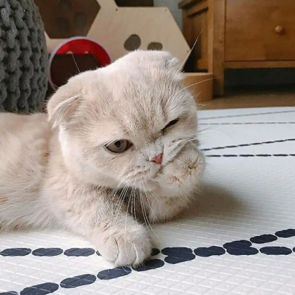 魚的眼睛掉了預示著什么【關于魚眼脫落的問題】