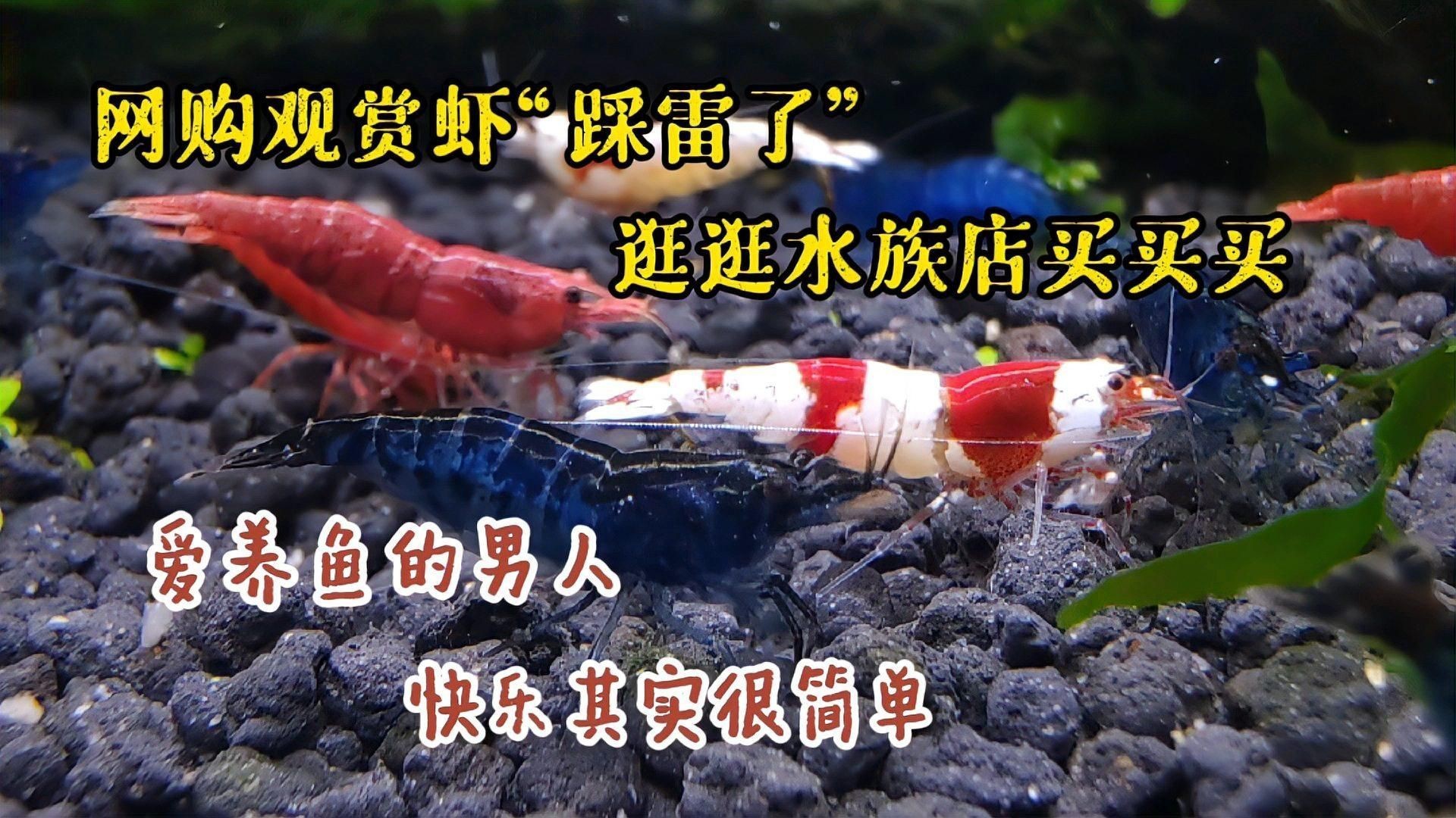 開水族店賺錢嗎【《開水族店賺錢嗎》開水族店具有一定的盈利潛力，但也面臨諸多挑戰】