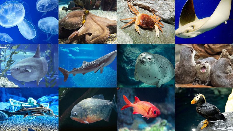 日土水族店【別人家的水族店介紹一下】 日土水族店【別人家的水族店介紹一下】 全國水族館企業名錄 第1張