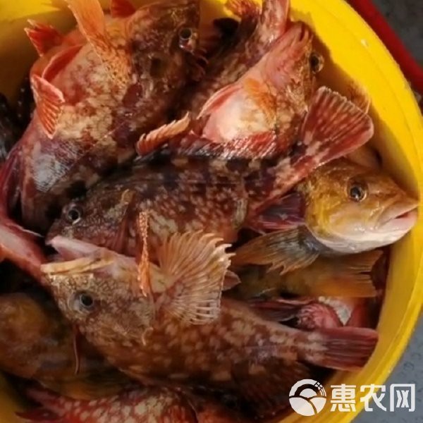石九公魚多少錢一斤【石九公魚市場價格分析與價值探究石九公魚市場價格分析】 石九公魚多少錢一斤【石九公魚市場價格分析與價值探究石九公魚市場價格分析】 龍魚論壇 第3張