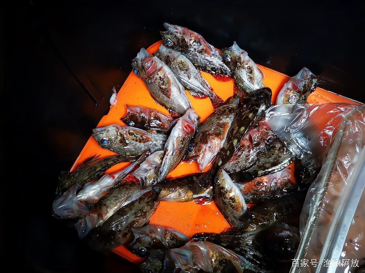 石九公魚多少錢一斤【石九公魚市場價格分析與價值探究石九公魚市場價格分析】 石九公魚多少錢一斤【石九公魚市場價格分析與價值探究石九公魚市場價格分析】 龍魚論壇 第5張