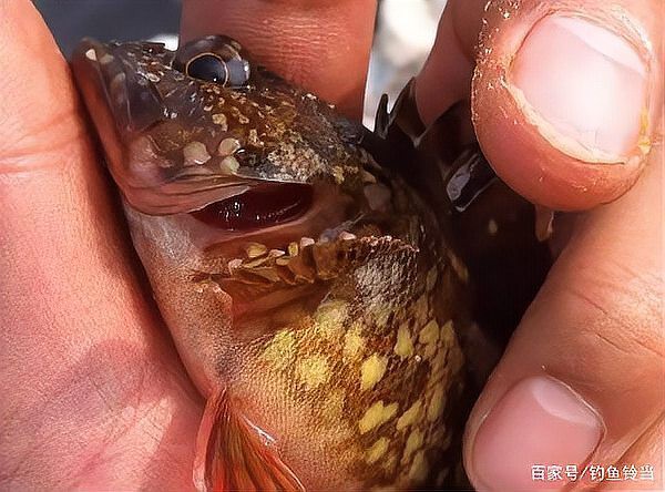 石九公魚多少錢一斤【石九公魚市場價格分析與價值探究石九公魚市場價格分析】 石九公魚多少錢一斤【石九公魚市場價格分析與價值探究石九公魚市場價格分析】 龍魚論壇 第6張