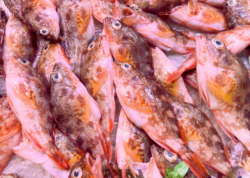 石九公魚多少錢一斤【石九公魚市場價格分析與價值探究石九公魚市場價格分析】 石九公魚多少錢一斤【石九公魚市場價格分析與價值探究石九公魚市場價格分析】 龍魚論壇 第8張