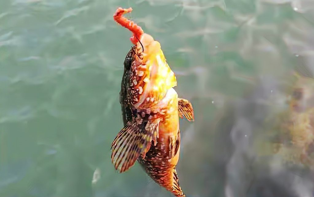 石九公魚多少錢一斤【石九公魚市場價格分析與價值探究石九公魚市場價格分析】 石九公魚多少錢一斤【石九公魚市場價格分析與價值探究石九公魚市場價格分析】 龍魚論壇 第4張