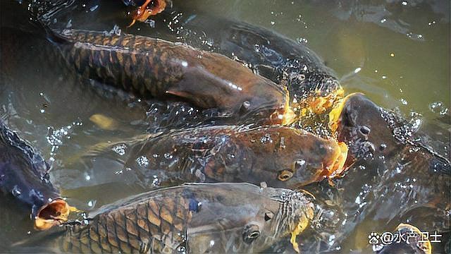 魚得寄生蟲怎么治療【《天魚得副作用89,鹽酸生蟲怎么治療(2)》】