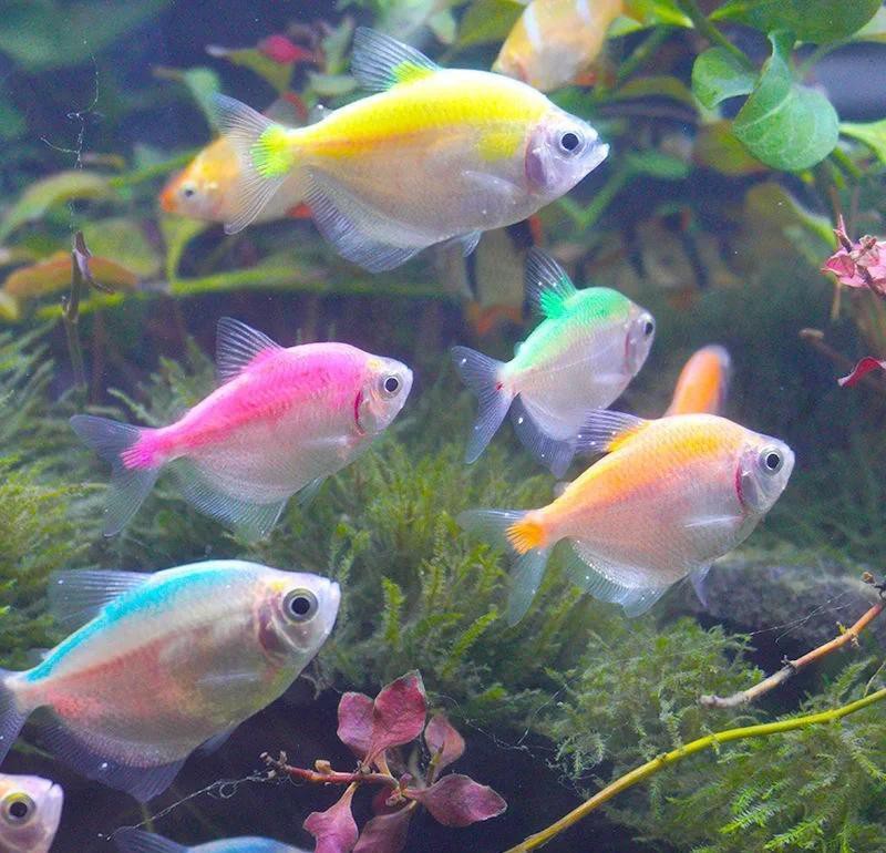 三穗水族店【三穗縣水族市場的規(guī)模有多大】