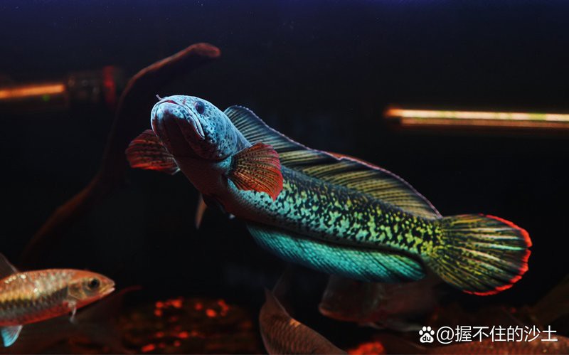 為什么國內(nèi)繁殖不了巴卡雷龍【國內(nèi)難以成功繁殖巴卡雷龍的原因涉及多方面因素】