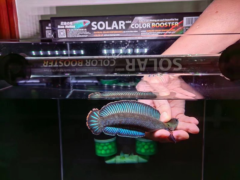 為什么國內(nèi)繁殖不了巴卡雷龍【國內(nèi)難以成功繁殖巴卡雷龍的原因涉及多方面因素】