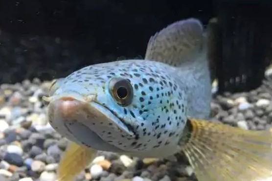 為什么國內(nèi)繁殖不了巴卡雷龍【國內(nèi)難以成功繁殖巴卡雷龍的原因涉及多方面因素】
