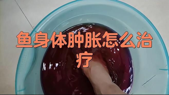 有哪些藥物可以有效治療龍魚腹部腫脹？【農(nóng)技之家，龍魚常見病癥—腹水病】