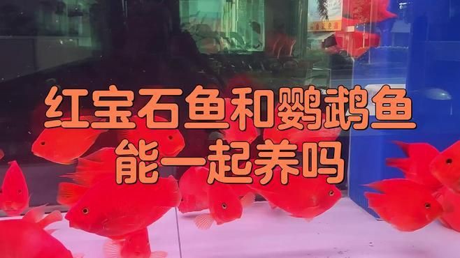 紅寶石魚和什么魚混養【紅寶石魚可以和什么魚一起養】