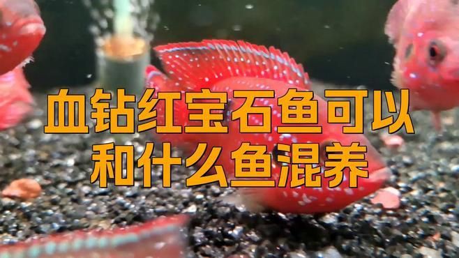紅寶石魚和什么魚混養【紅寶石魚可以和什么魚一起養】