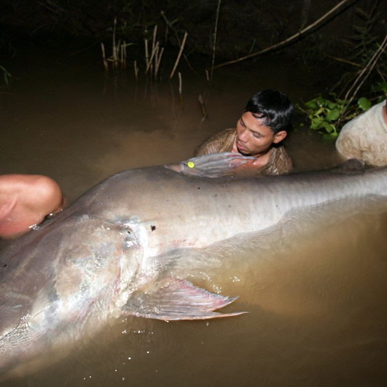 湄公河巨鯰【湄公河大鯰,巨型鯰魚】 龍魚百科 第3張 湄公河巨鯰【湄公河大鯰,巨型鯰魚】 湄公河巨鯰【湄公河大鯰,巨型鯰魚】 龍魚百科 第3張