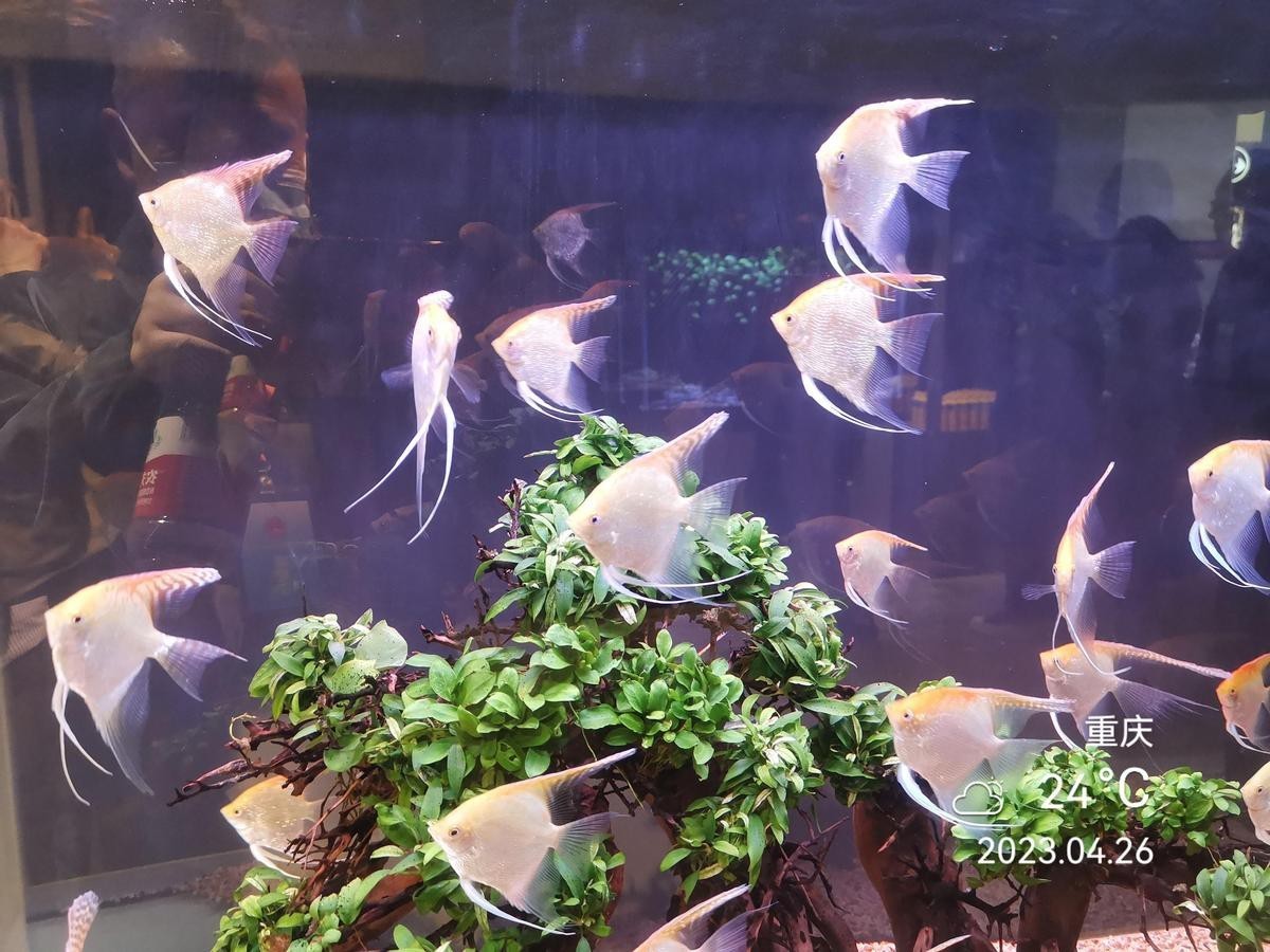 江北水族店【南京江北新區的藍悅觀賞魚水族館】