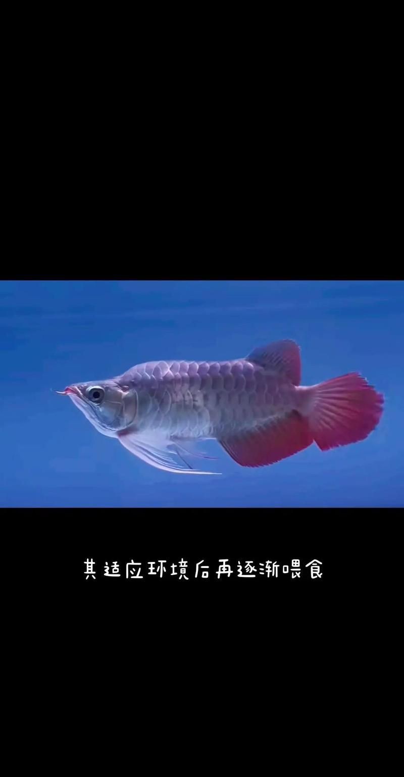 40公分紅龍魚多久喂一次？【40公分紅龍魚喂食頻率探討】