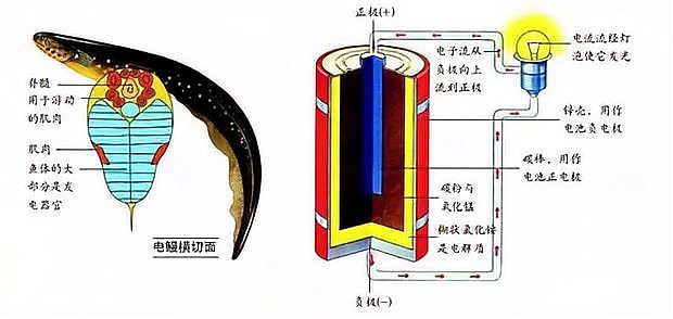 電鰻發電原理【北京航空航天大學團隊模仿肌肉細胞——發電細胞】