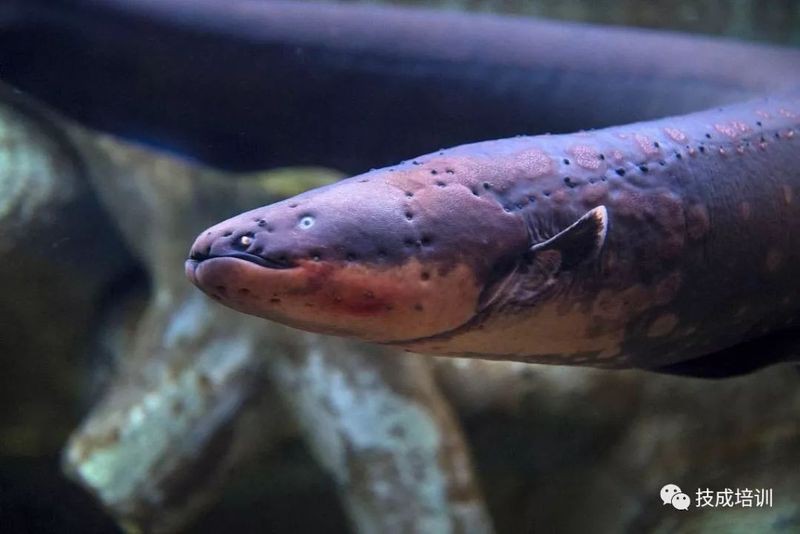 電鰻發電原理【北京航空航天大學團隊模仿肌肉細胞——發電細胞】
