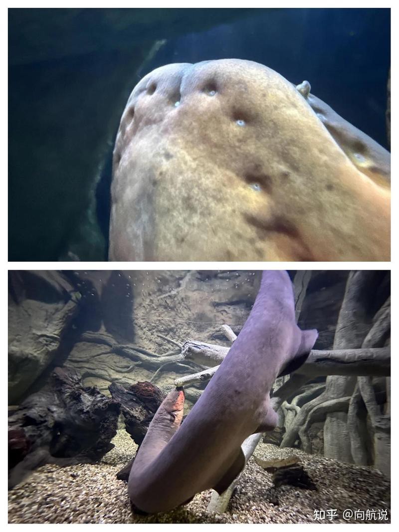 電鰻發電原理【北京航空航天大學團隊模仿肌肉細胞——發電細胞】