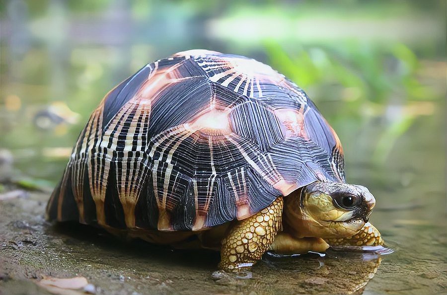 什么生肖的人不能養(yǎng)龜【屬兔人養(yǎng)龜?shù)穆?jié)奏而發(fā)怒7,屬兔人不宜養(yǎng)龜?shù)恼f法】