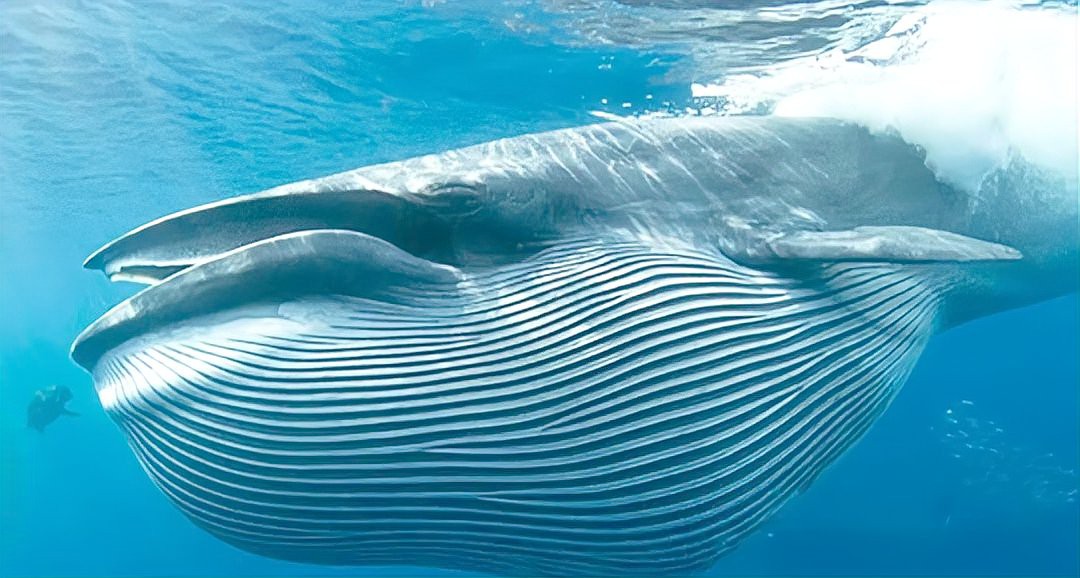 世界上十大鯨魚(yú)排名【世界上最大的鯨魚(yú)排行榜】