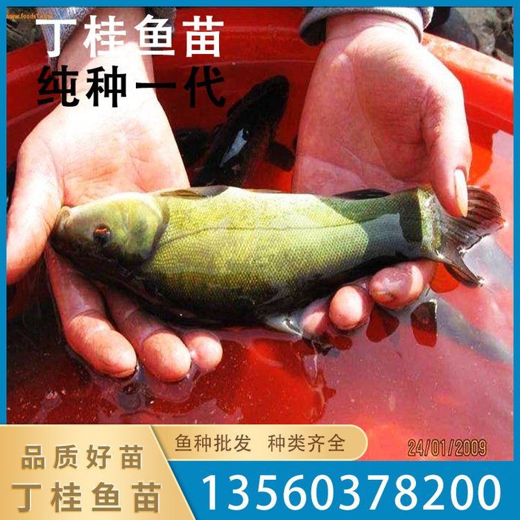 有哪些可靠的桂魚苗供應商？【如何選擇桂魚苗供應商】