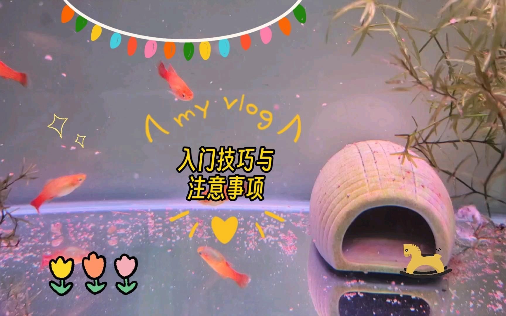 牡丹魚三色【三色牡丹魚的飼養方法】