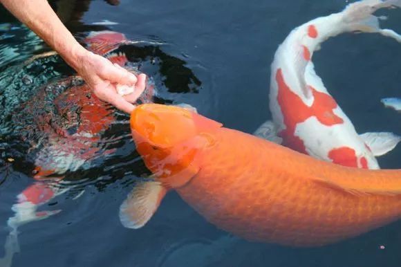 魚身體充血是怎么回事【魚身上充血怎么辦】