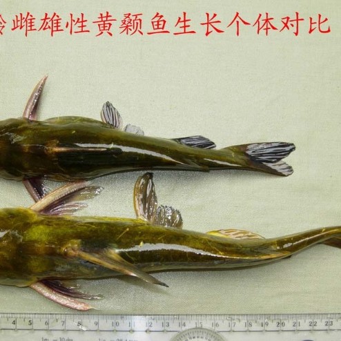 潛水艇魚怎么分辨公母【潛水艇魚性別鑒別】