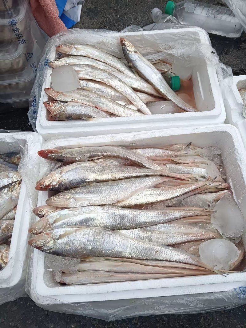 河刀魚目前市場價(jià)多少一斤【2018年8月1日青島市河刀魚價(jià)格行情走勢(shì)】