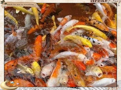三種人不宜養(yǎng)黑金魚【《三種人不宜養(yǎng)黑金魚》三類人群為何不適合養(yǎng)魚】 三種人不宜養(yǎng)黑金魚【《三種人不宜養(yǎng)黑金魚》三類人群為何不適合養(yǎng)魚】 龍魚論壇 第4張