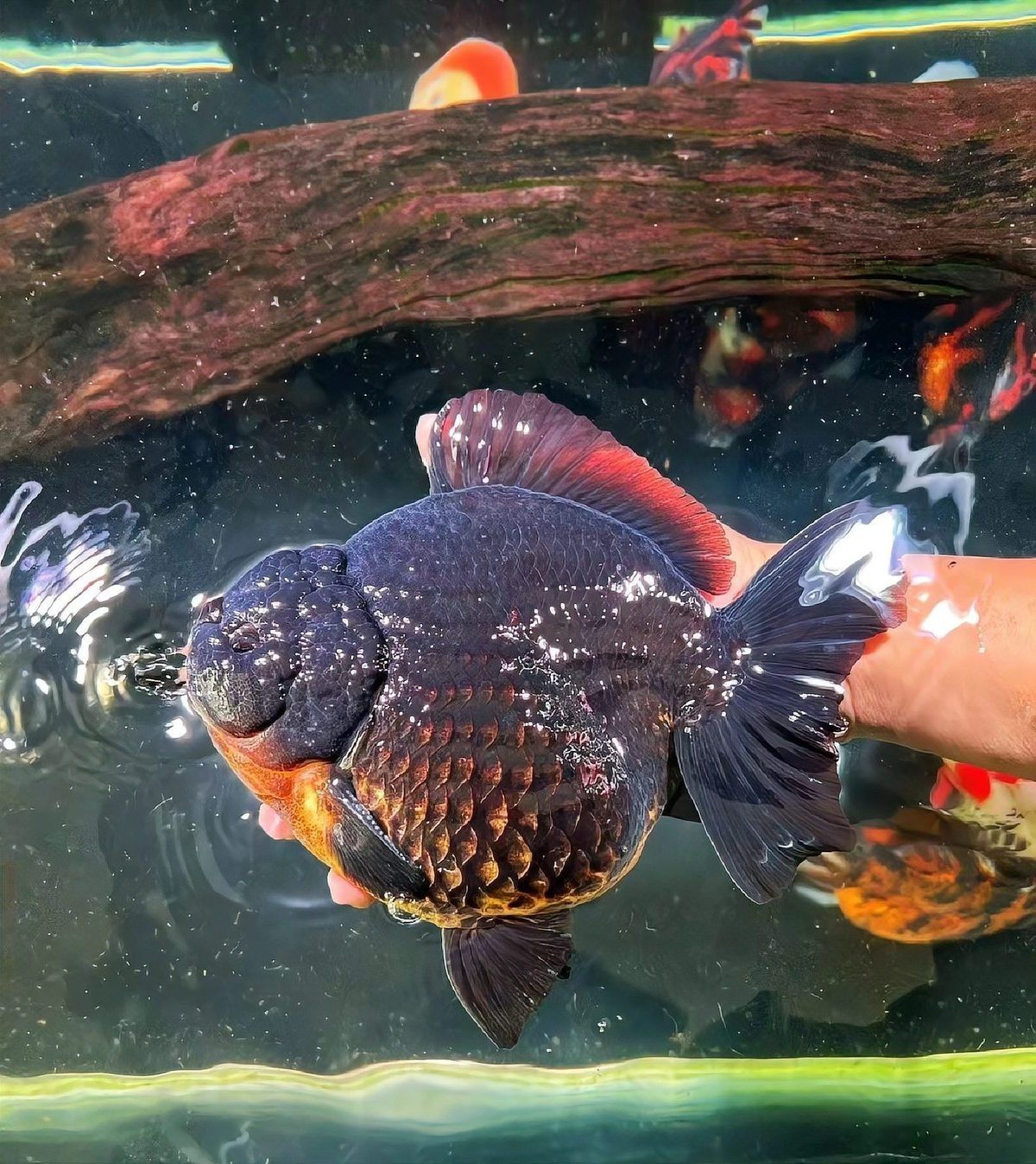 三種人不宜養(yǎng)黑金魚【《三種人不宜養(yǎng)黑金魚》三類人群為何不適合養(yǎng)魚】 三種人不宜養(yǎng)黑金魚【《三種人不宜養(yǎng)黑金魚》三類人群為何不適合養(yǎng)魚】 龍魚論壇 第1張