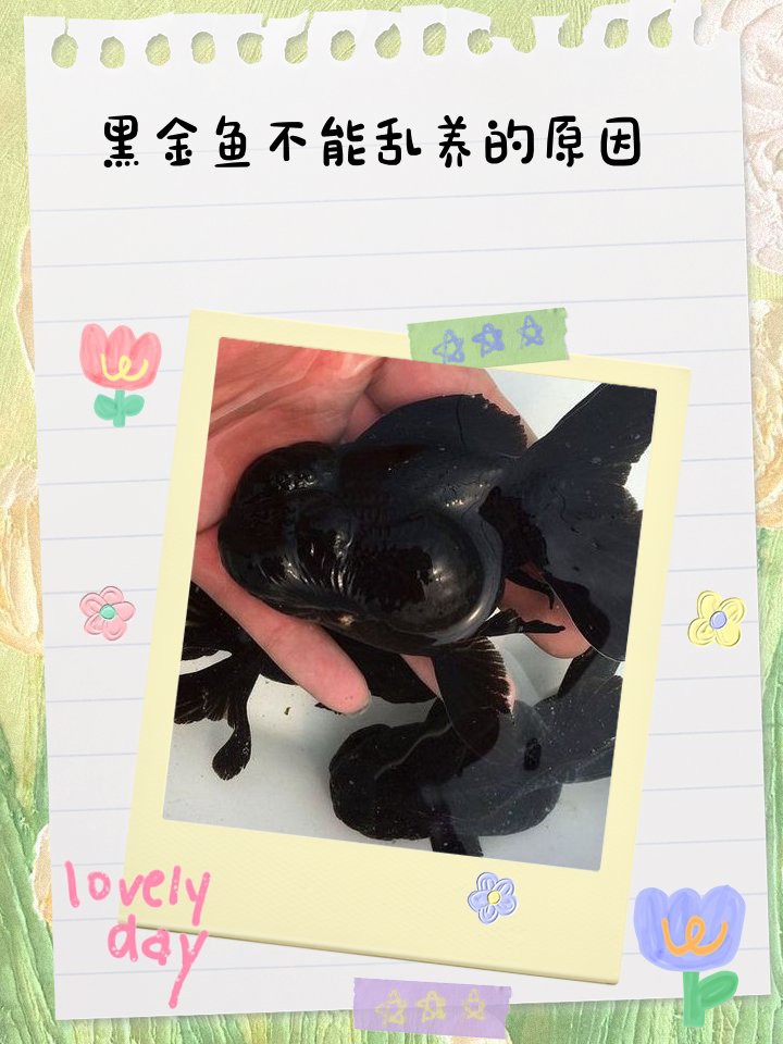 三種人不宜養(yǎng)黑金魚【《三種人不宜養(yǎng)黑金魚》三類人群為何不適合養(yǎng)魚】 三種人不宜養(yǎng)黑金魚【《三種人不宜養(yǎng)黑金魚》三類人群為何不適合養(yǎng)魚】 龍魚論壇 第3張