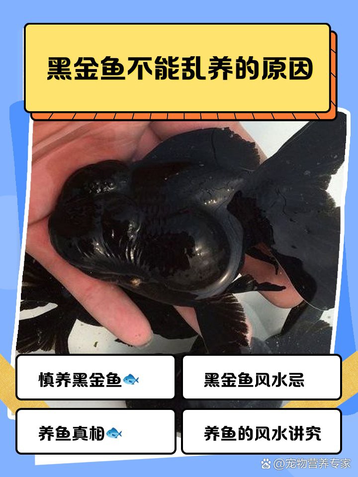 三種人不宜養(yǎng)黑金魚【《三種人不宜養(yǎng)黑金魚》三類人群為何不適合養(yǎng)魚】 三種人不宜養(yǎng)黑金魚【《三種人不宜養(yǎng)黑金魚》三類人群為何不適合養(yǎng)魚】 龍魚論壇 第6張