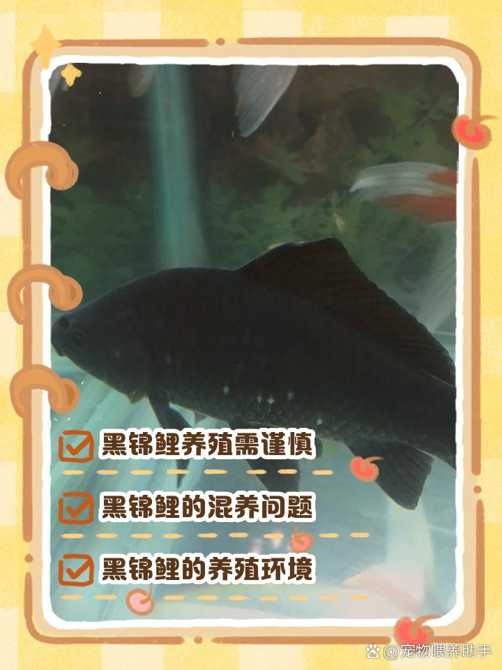 三種人不宜養(yǎng)黑金魚【《三種人不宜養(yǎng)黑金魚》三類人群為何不適合養(yǎng)魚】 三種人不宜養(yǎng)黑金魚【《三種人不宜養(yǎng)黑金魚》三類人群為何不適合養(yǎng)魚】 龍魚論壇 第5張