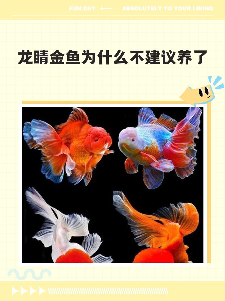 三種人不宜養(yǎng)黑金魚【《三種人不宜養(yǎng)黑金魚》三類人群為何不適合養(yǎng)魚】 三種人不宜養(yǎng)黑金魚【《三種人不宜養(yǎng)黑金魚》三類人群為何不適合養(yǎng)魚】 龍魚論壇 第9張