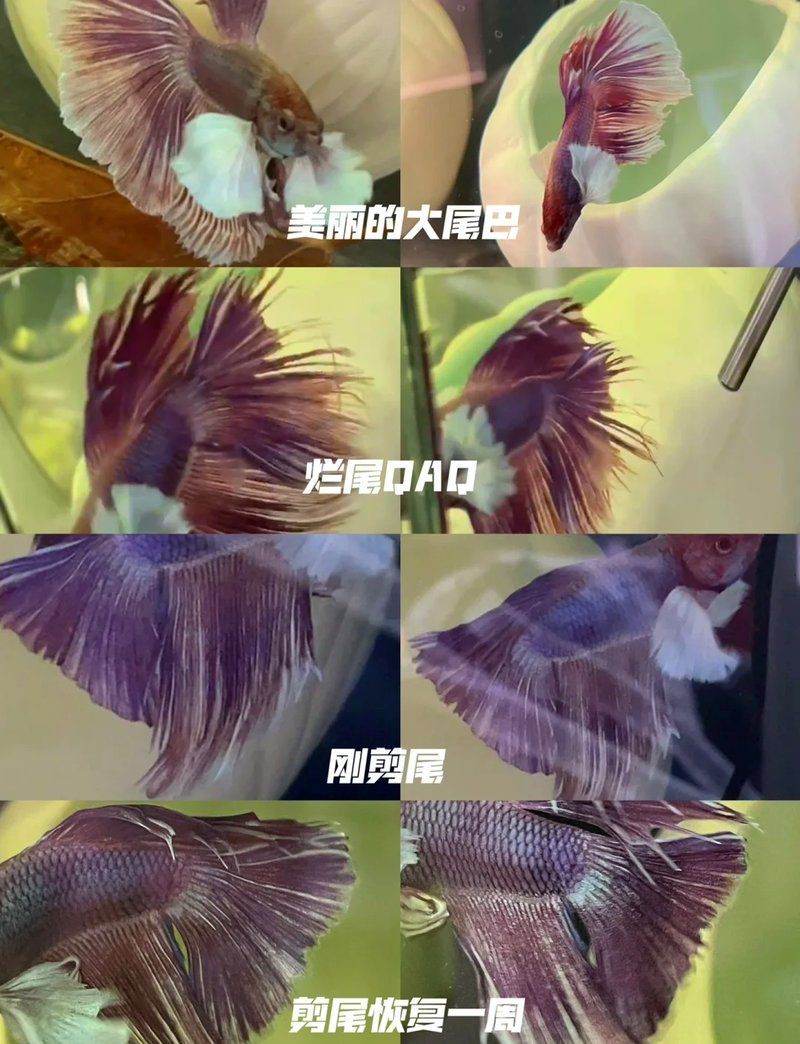 魚(yú)爛尾會(huì)自愈嗎【如何判斷魚(yú)爛尾病的發(fā)生】