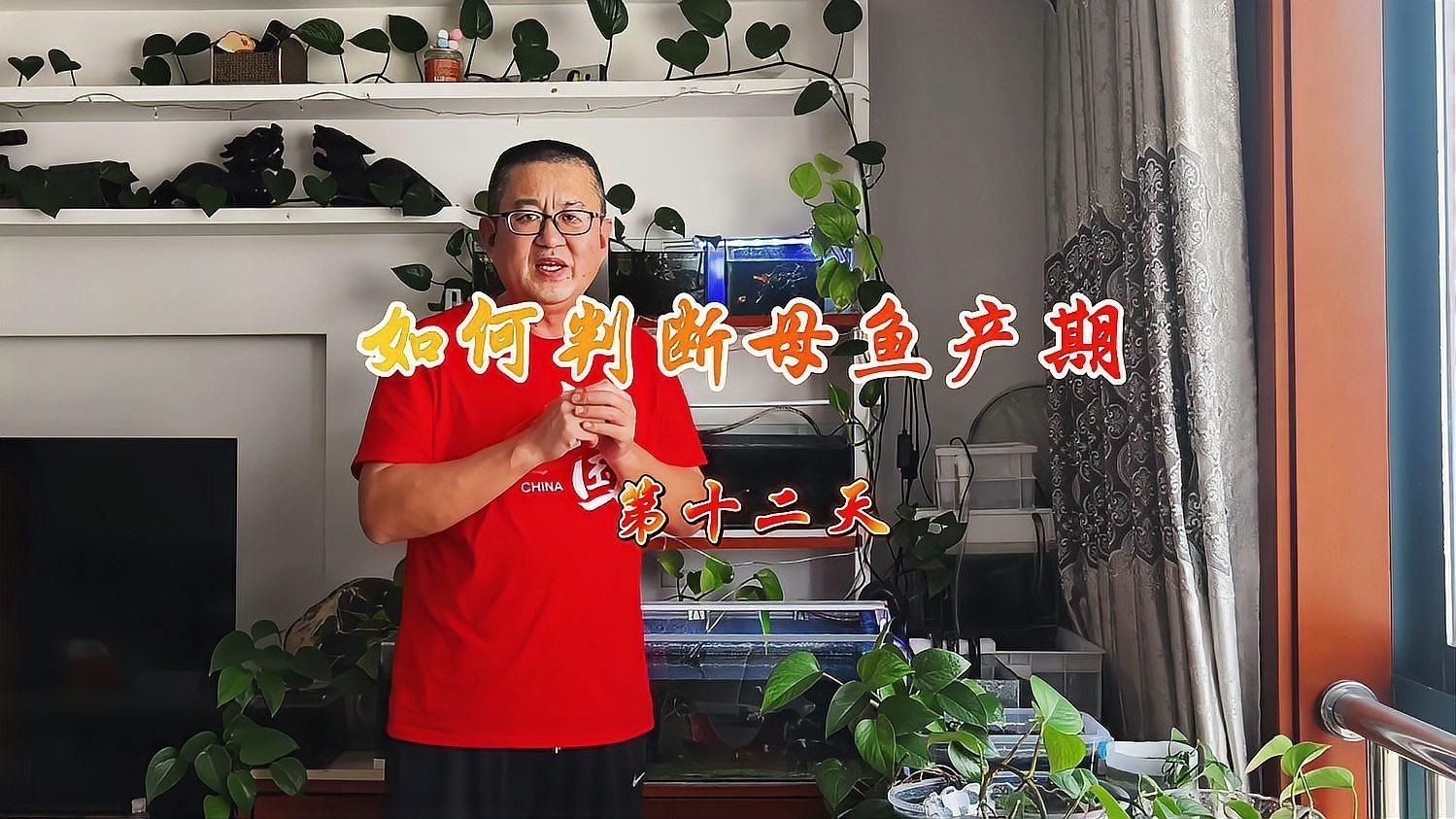 母魚下崽前兆是怎樣的【如何判斷孔雀魚母魚生小魚的三大征兆】
