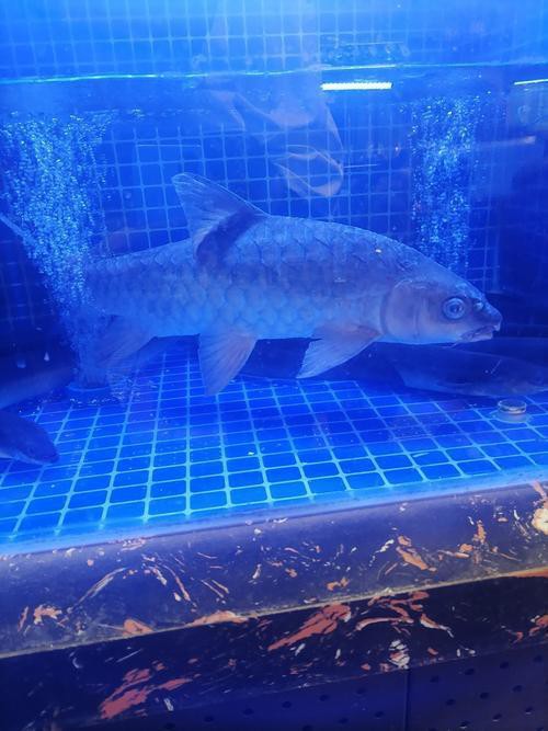 世界上最貴淡水魚忘不了【《殊香味\最貴淡水魚關聯，這“忘不了”】