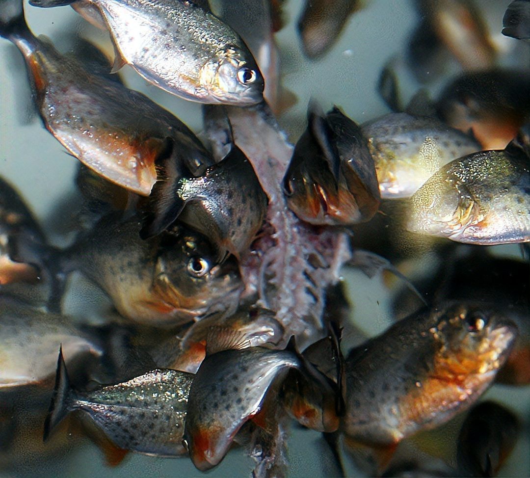 電鰻vs食人魚【電鰻與食人魚的關系】 電鰻vs食人魚【電鰻與食人魚的關系】 龍魚論壇 第4張