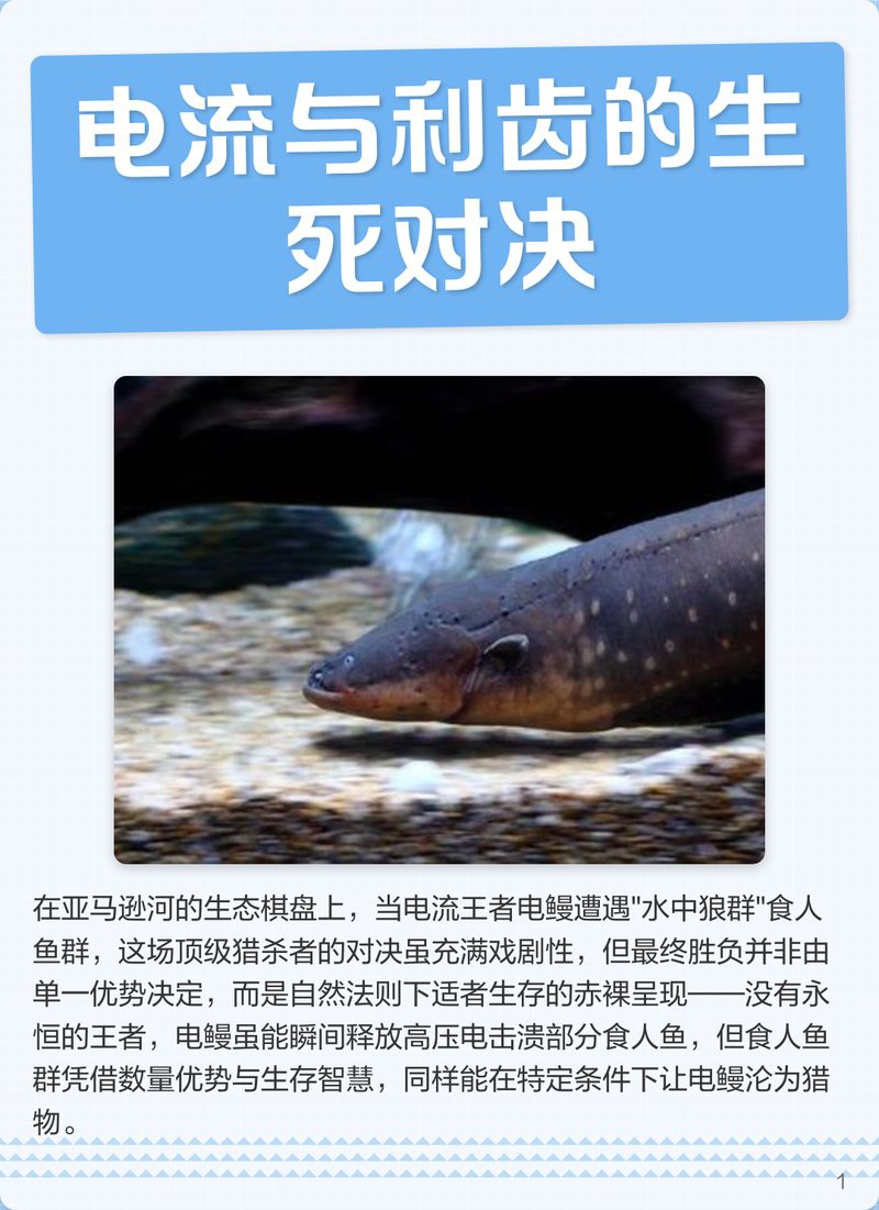 電鰻vs食人魚【電鰻與食人魚的關系】 電鰻vs食人魚【電鰻與食人魚的關系】 龍魚論壇 第3張