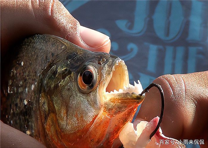 電鰻vs食人魚【電鰻與食人魚的關系】 電鰻vs食人魚【電鰻與食人魚的關系】 龍魚論壇 第6張