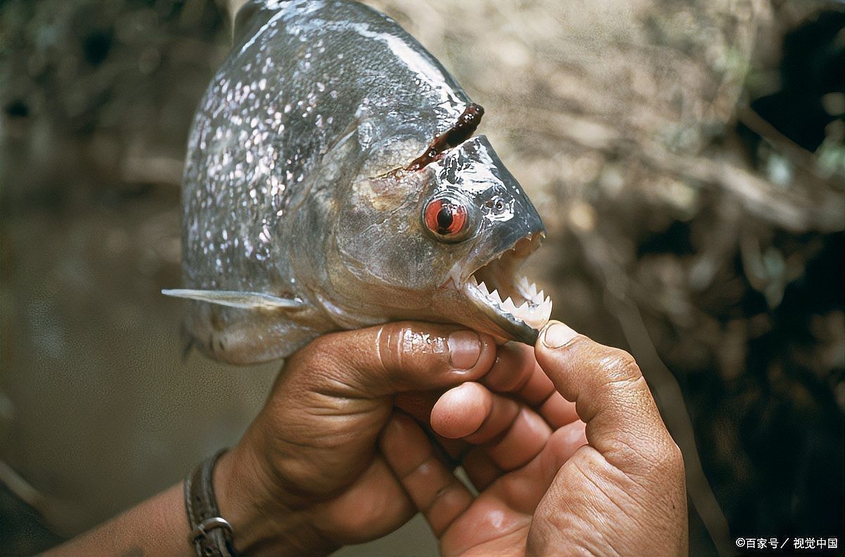 電鰻vs食人魚【電鰻與食人魚的關系】 電鰻vs食人魚【電鰻與食人魚的關系】 龍魚論壇 第5張