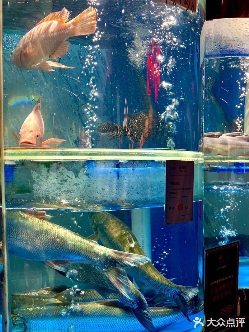 前鋒水族店【廣安前鋒區云貴水族館】