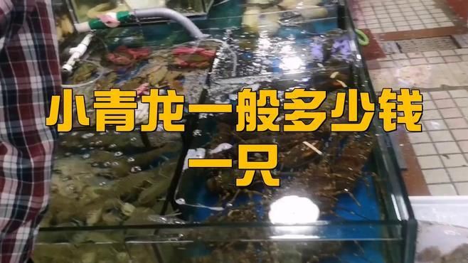 青龍魚多少錢一條【小青龍一般多少錢一只】 龍魚百科 第1張 青龍魚多少錢一條【小青龍一般多少錢一只】 青龍魚多少錢一條【小青龍一般多少錢一只】 龍魚百科 第1張