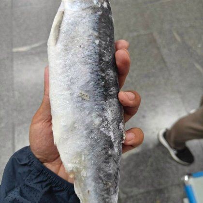 青龍魚多少錢一條【小青龍一般多少錢一只】 龍魚百科 第2張 青龍魚多少錢一條【小青龍一般多少錢一只】 青龍魚多少錢一條【小青龍一般多少錢一只】 龍魚百科 第2張