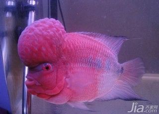 馬來西亞羅漢魚價格【馬來西亞羅漢魚價格多少錢一條】