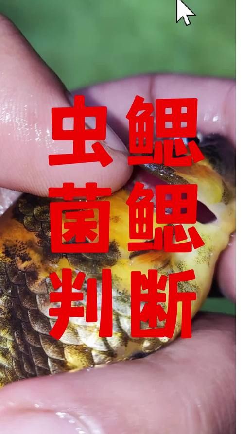 提供幾張菌鰓和蟲鰓的圖片對比【《菌鰓與蟲鰓圖片對比摘要》】