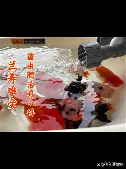 提供幾張菌鰓和蟲鰓的圖片對比【《菌鰓與蟲鰓圖片對比摘要》】