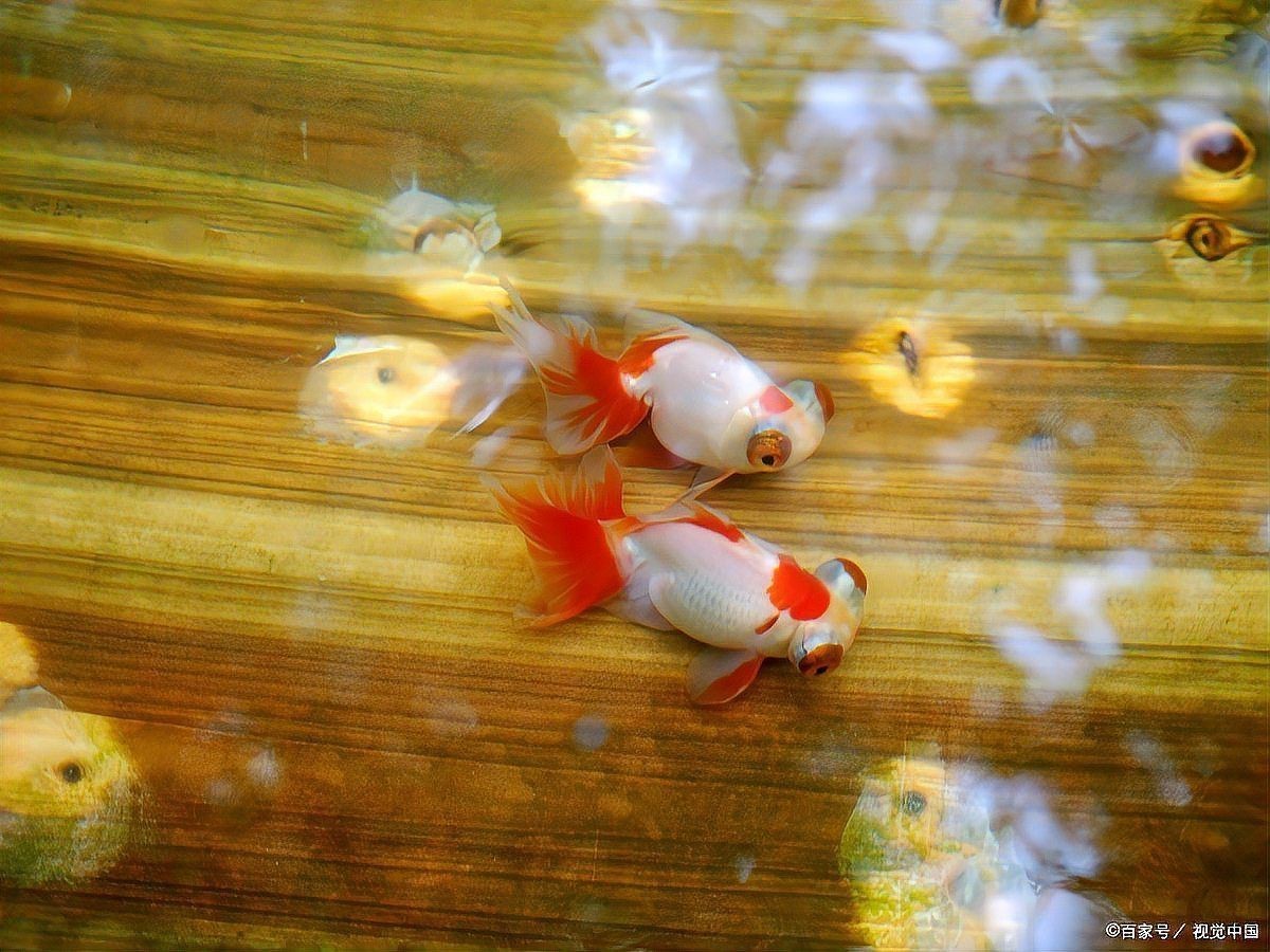提供幾張菌鰓和蟲鰓的圖片對比【《菌鰓與蟲鰓圖片對比摘要》】